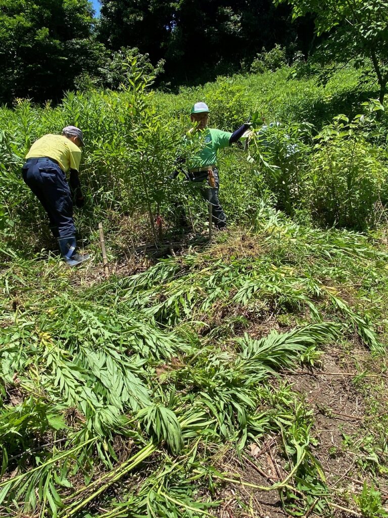 セイタカアワダチソウの除去