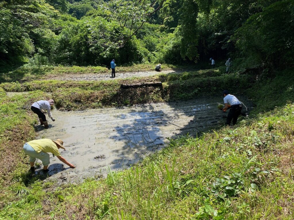 草刈、外来植物