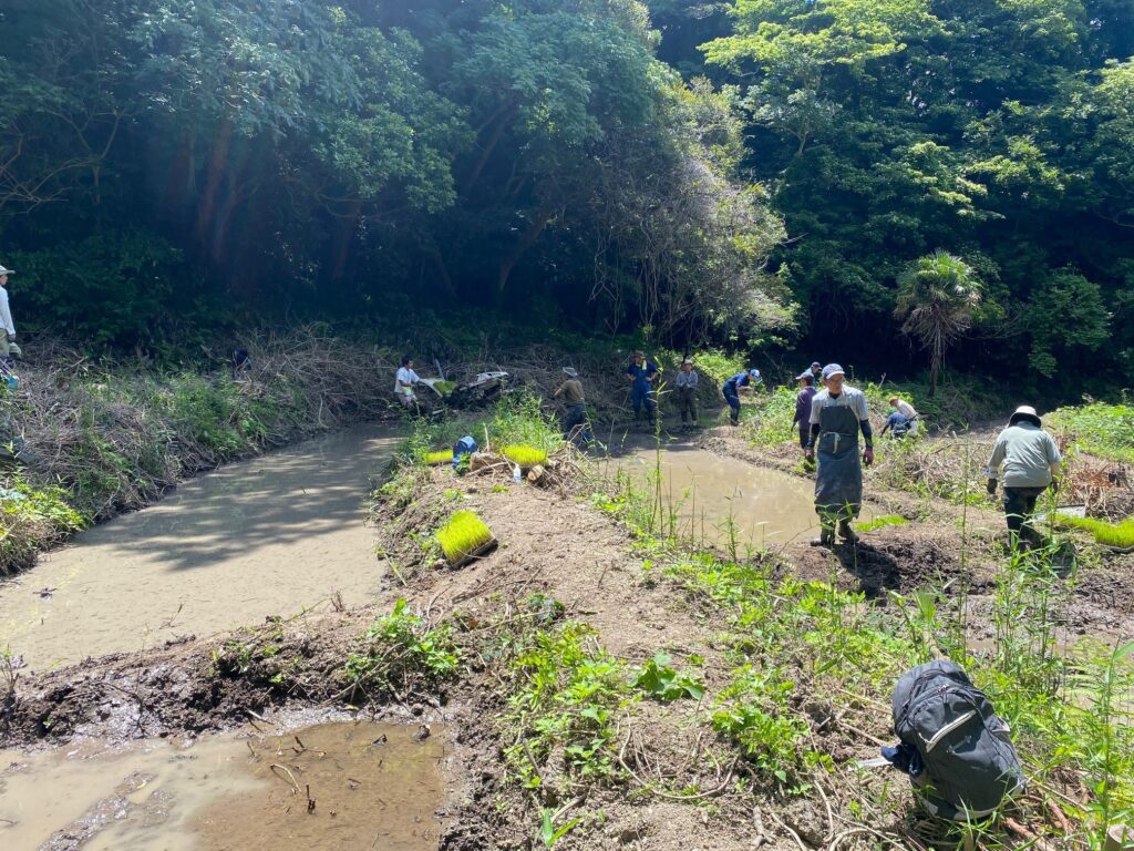 2024年6月16日マムシ谷で田植え