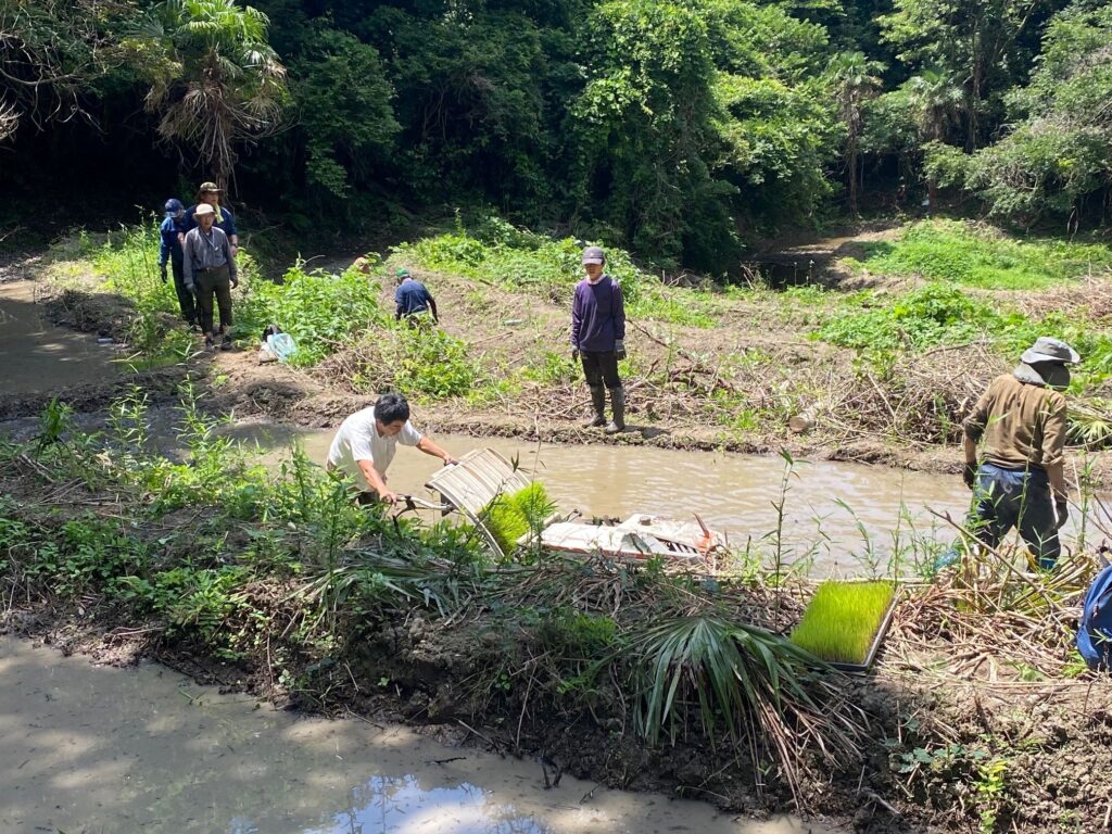 2024年6月16日マムシ谷で田植え