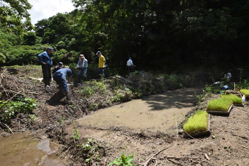 2024年6月16日マムシ谷で田植え