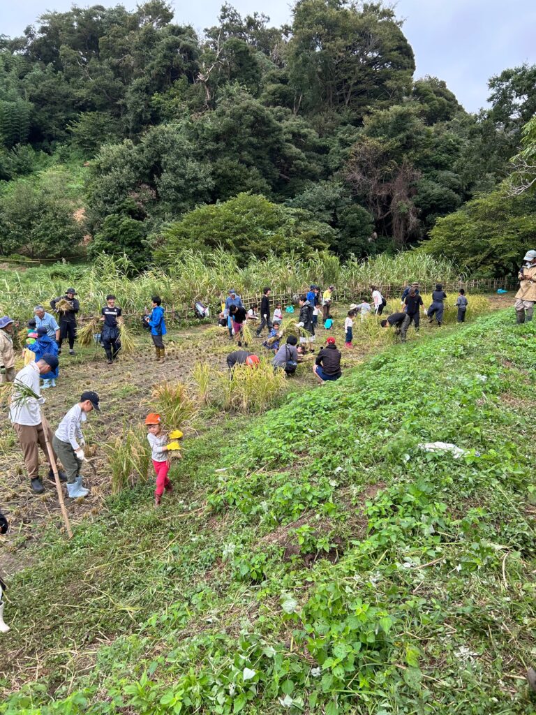 親子で楽しく稲刈り体験