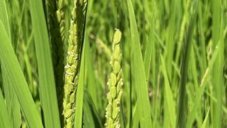 8月9日の活動報告
